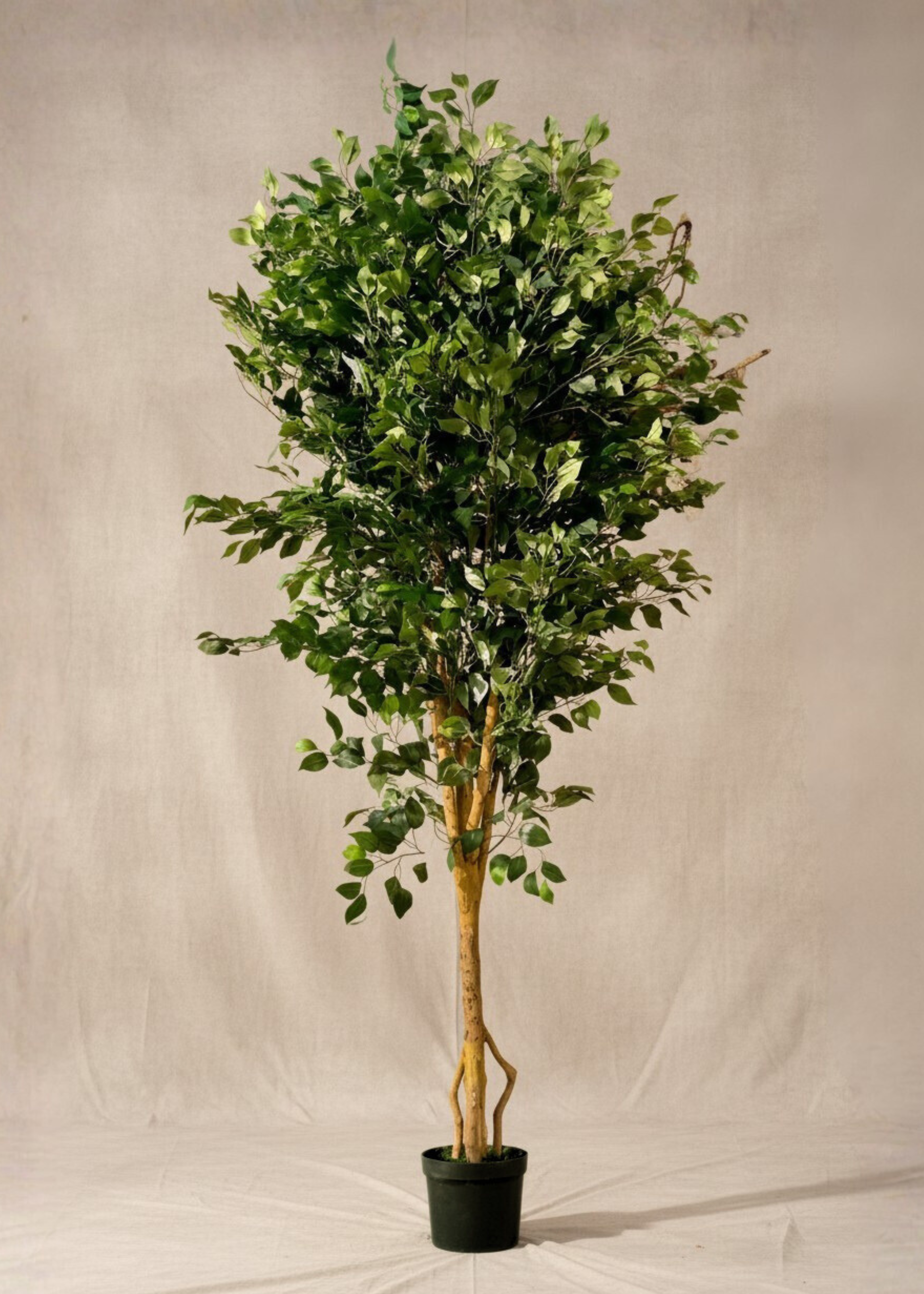 Artificial Grand Ficus Plant - 8.5 Feet