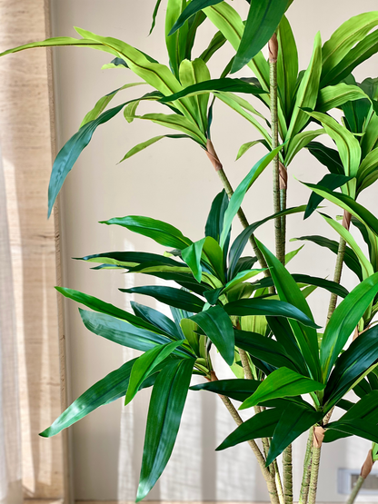 Artificial Botanic Dracaena Plant -  6 Feet