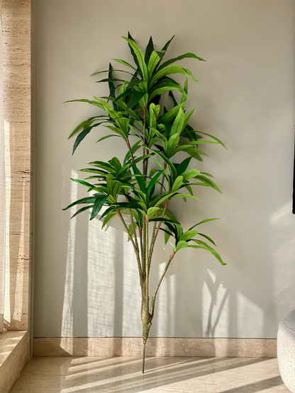 Artificial Botanic Dracaena Plant -  6 Feet