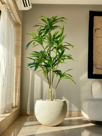 Artificial Botanic Dracaena Plant -  6 Feet