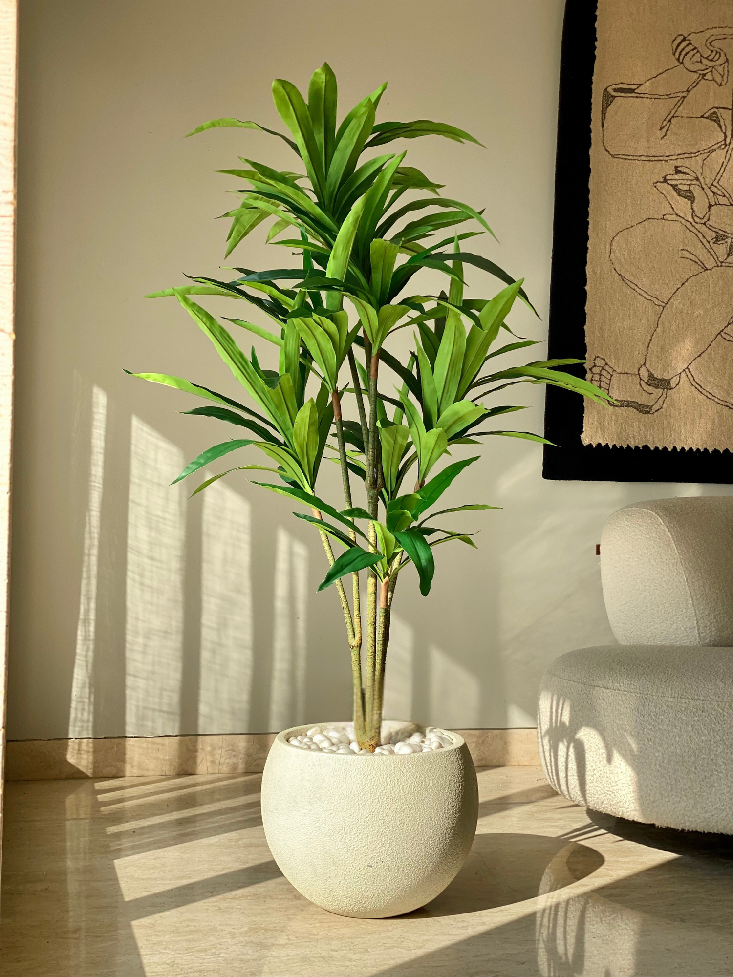 Artificial Botanic Dracaena Plant -  5.5 Feet