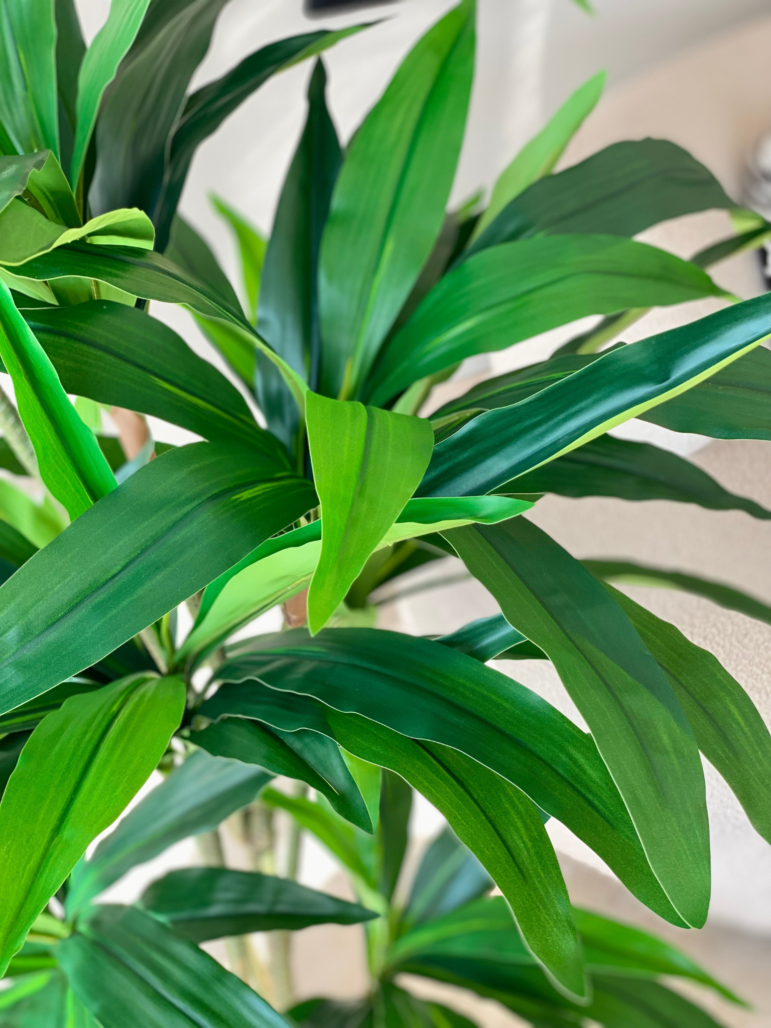 Artificial Botanic Dracaena Plant -  5.5 Feet