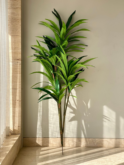 Artificial Botanic Dracaena Plant -  5.5 Feet