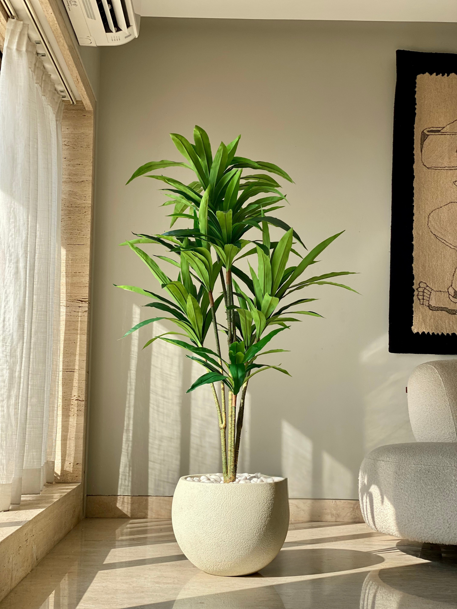 Artificial Botanic Dracaena Plant -  5.5 Feet