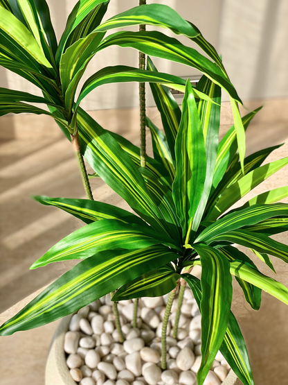 Artificial Botanic Dracaena Plant -  4.5 Feet