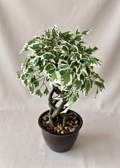 Artificial Variegated Ficus Plant – 1.3 Feet