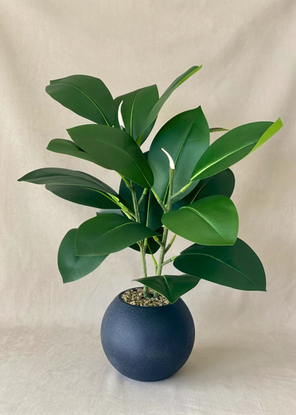 Artificial Rubber Leaf Plant (Black Pot) -  2 Feet