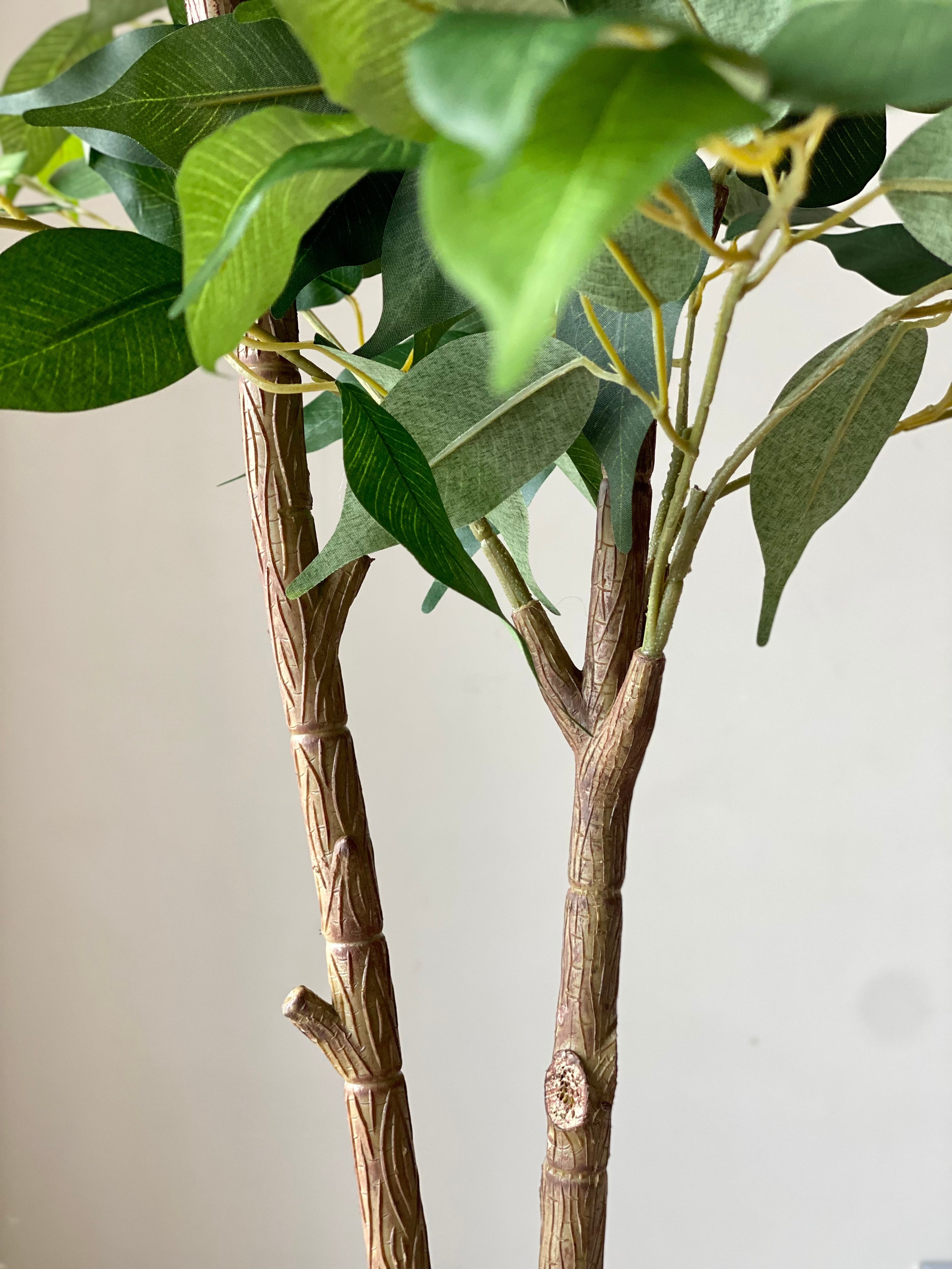 Artificial Ficus Aura Plant - 5 Feet
