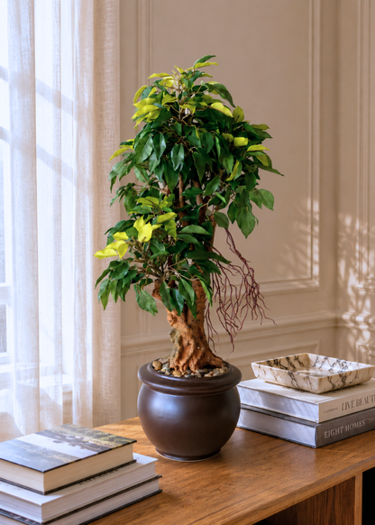 Artificial Regal Ficus Bonsai Plant - 2 Feet