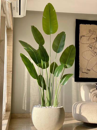 Artificial Cavendish Banana Plant - 7 Feet