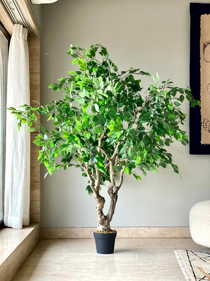 Artificial Ficus Palatial Plant - 6 Feet