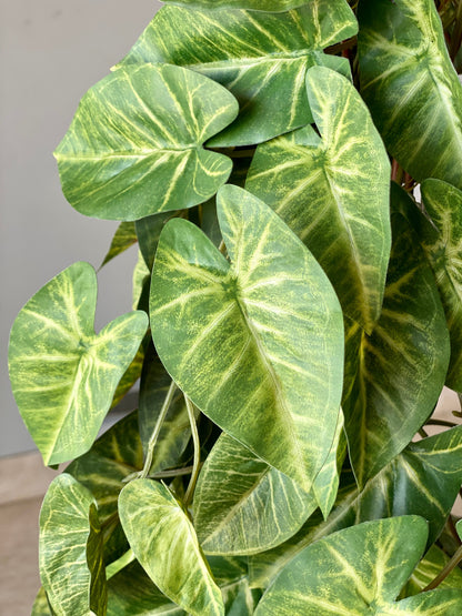 Artificial Money Plant - 4 Feet