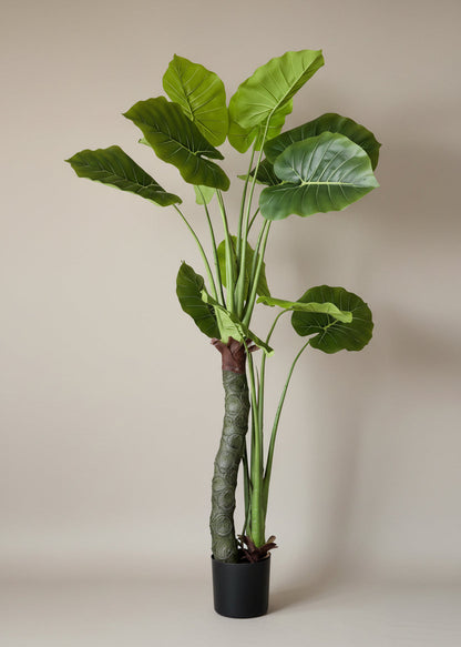 Artificial Evergreen Alocasia Plant - 5 Feet