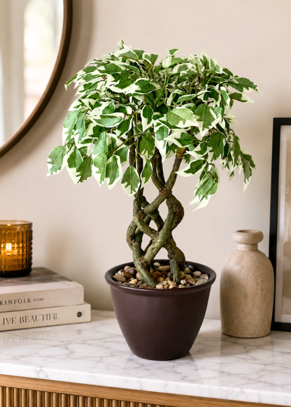Artificial Variegated Ficus Plant – 1.3 Feet