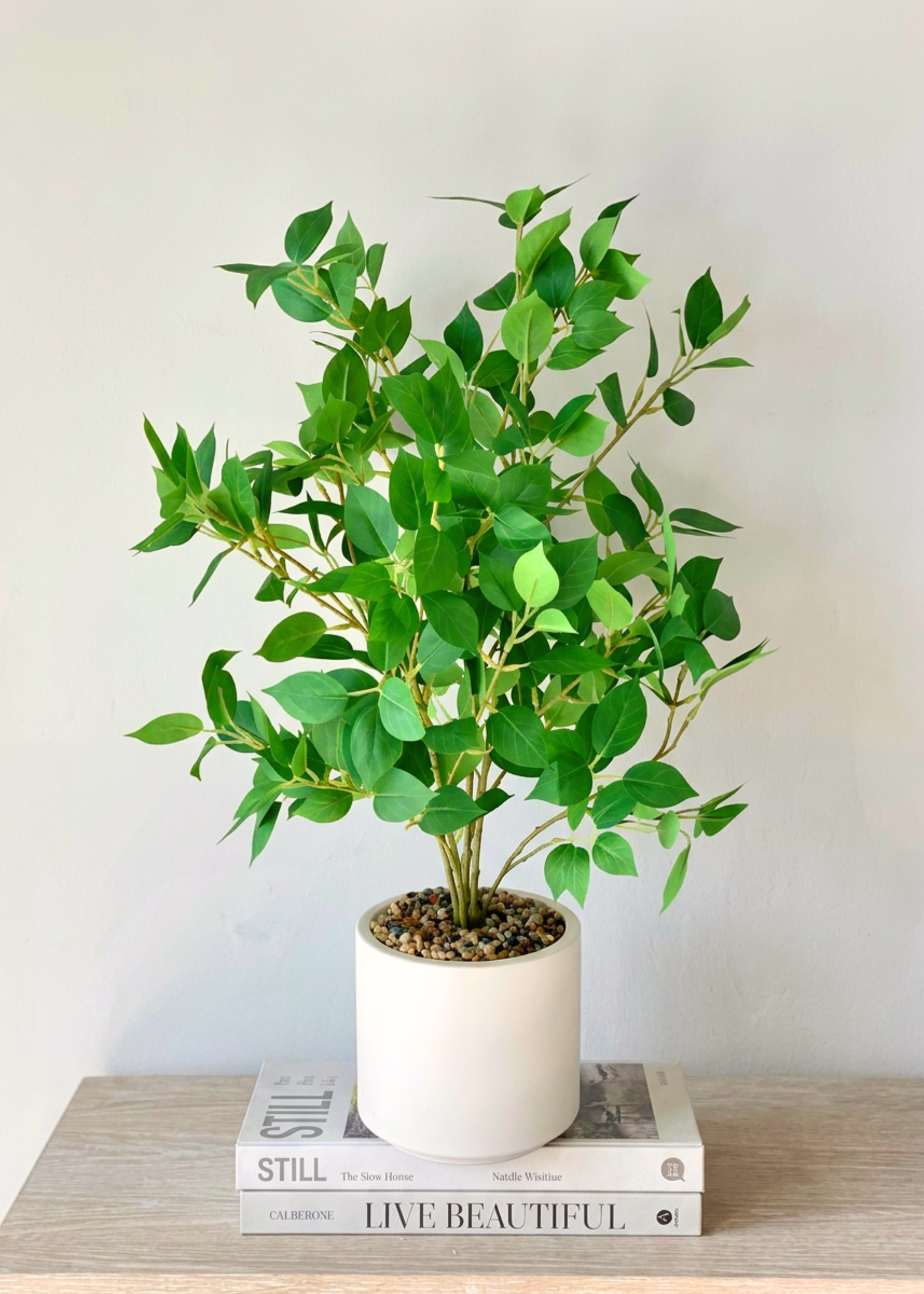 Artificial Ficus Plant- 2 Feet
