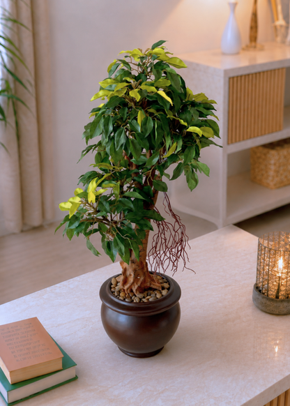 Artificial Regal Ficus Bonsai Plant - 2 Feet