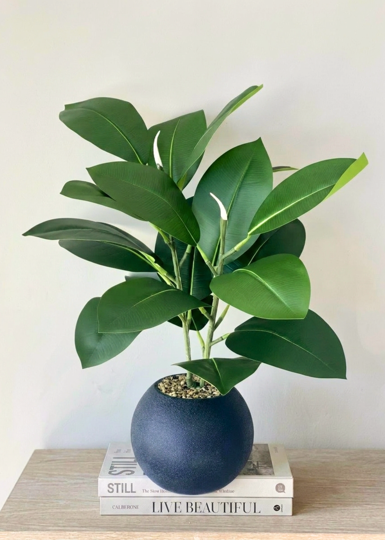 Artificial Rubber Leaf Plant (Black Pot) -  2 Feet