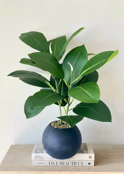 Artificial Rubber Leaf Plant (Black Pot) -  2 Feet