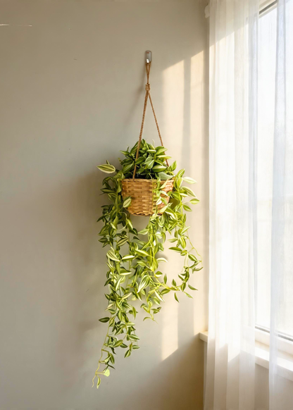 Artficial Wandering Jew Hanging Plant