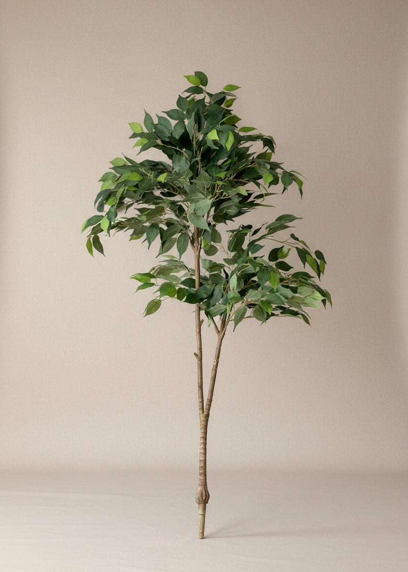 Artificial Ficus Aura Plant - 5 Feet