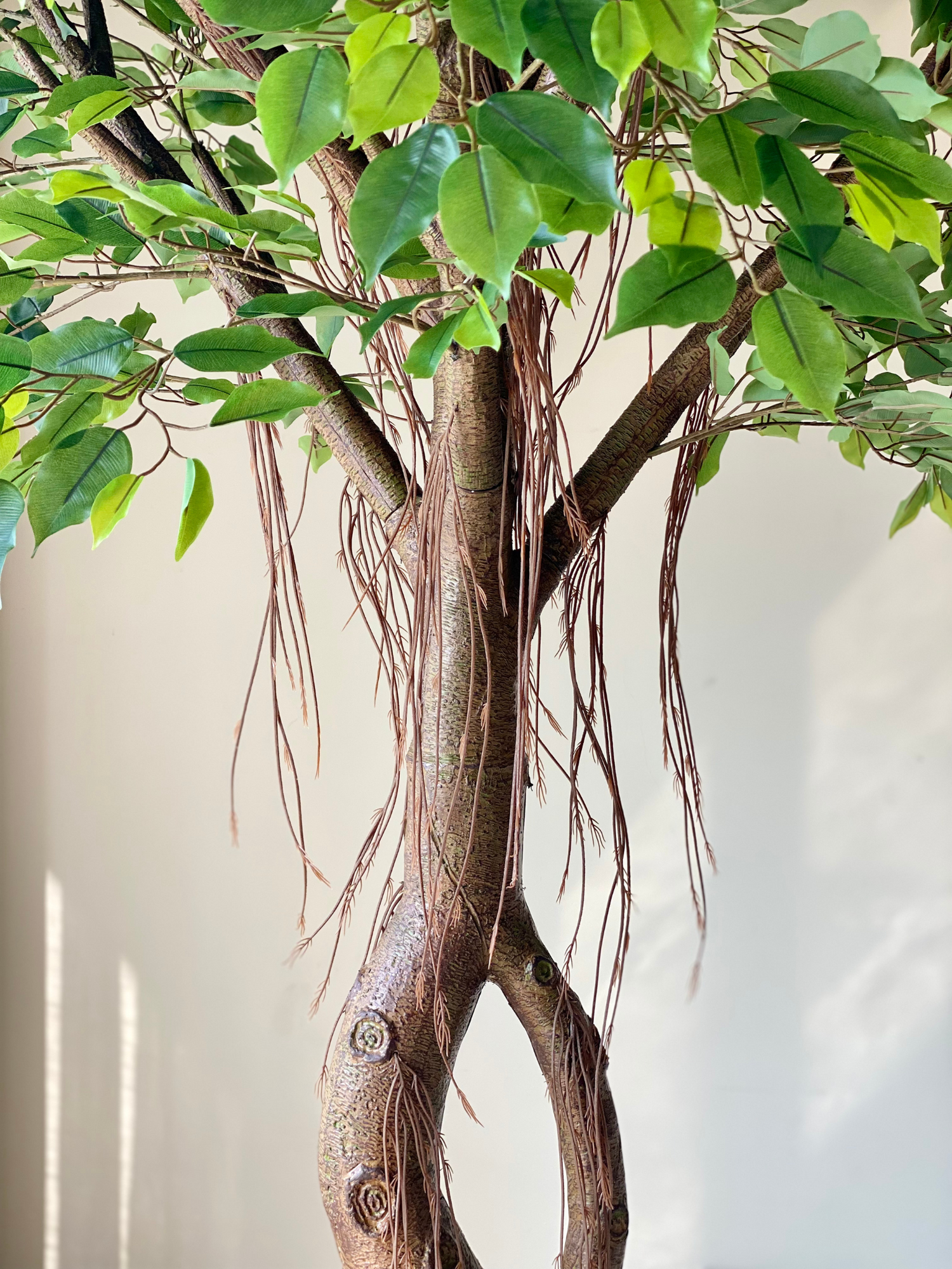 Artificial Grandiose Ficus Plant - 8 Feet