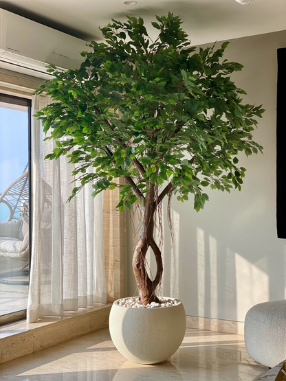 Artificial Grandiose Ficus Plant - 8 Feet