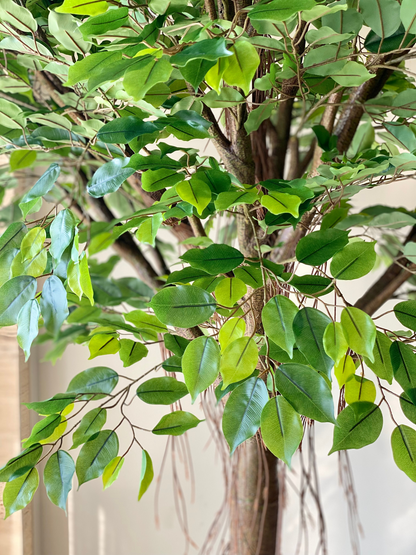 Artificial Grandiose Ficus Plant - 8 Feet