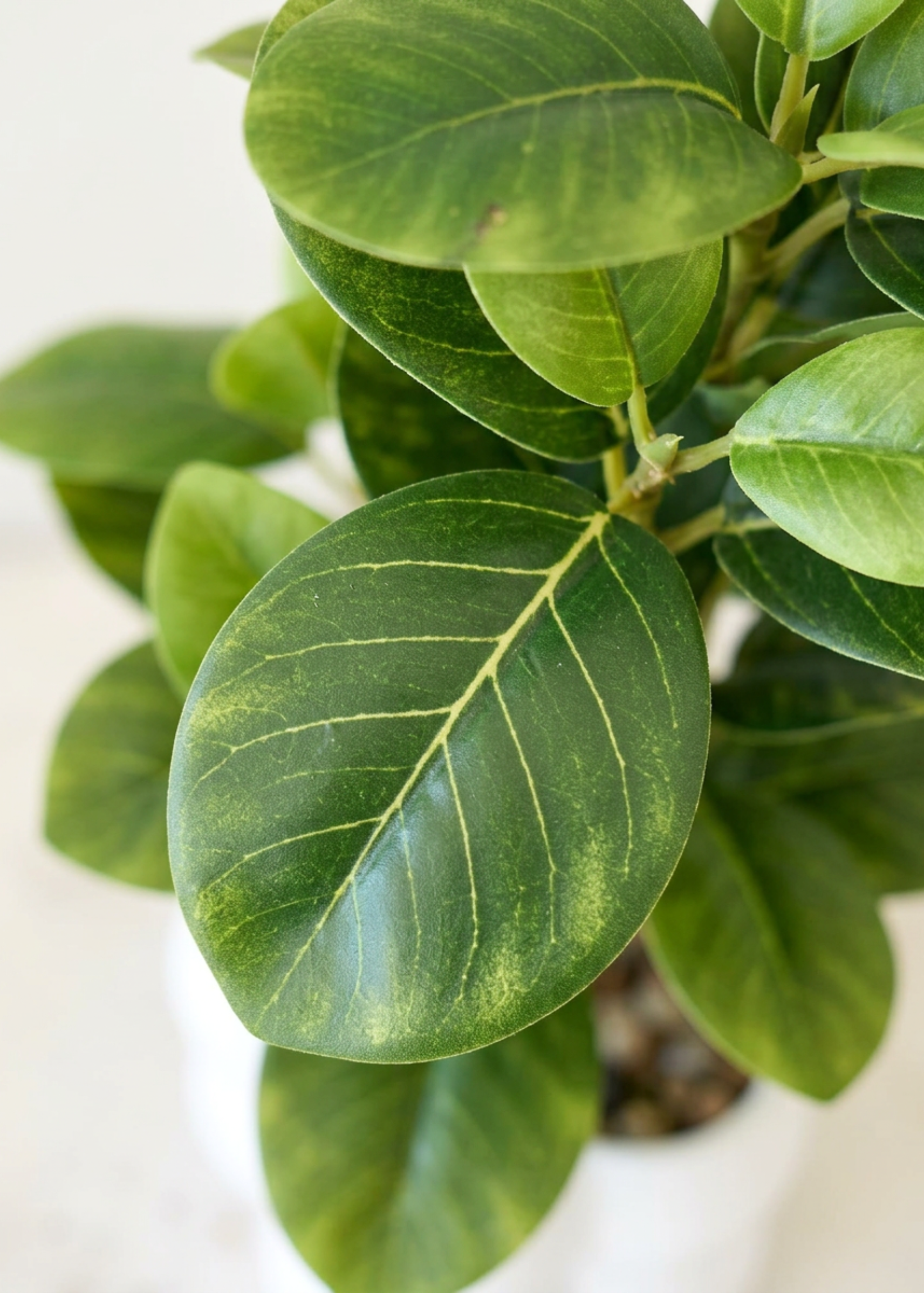 Artificial Peperomia Plant