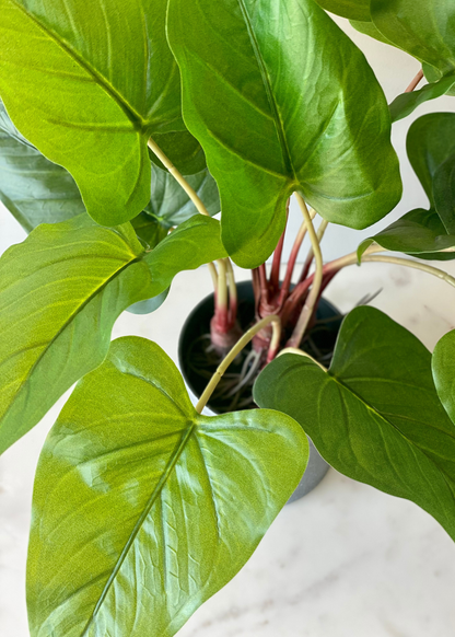 Artificial Green Pothos Plant - 1.5 Feet
