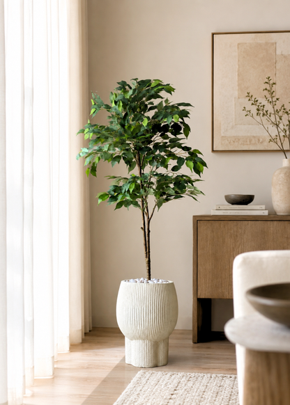 Artificial Ficus Aura Plant - 5 Feet