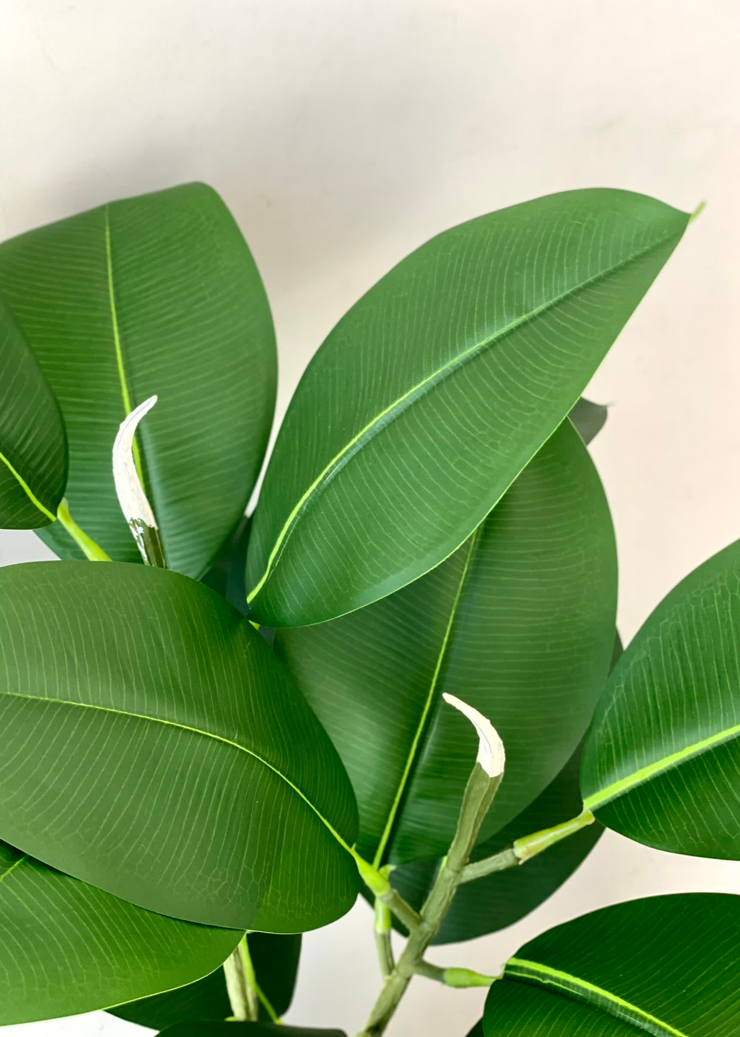 Artificial Rubber Leaf Plant (Black Pot) -  2 Feet