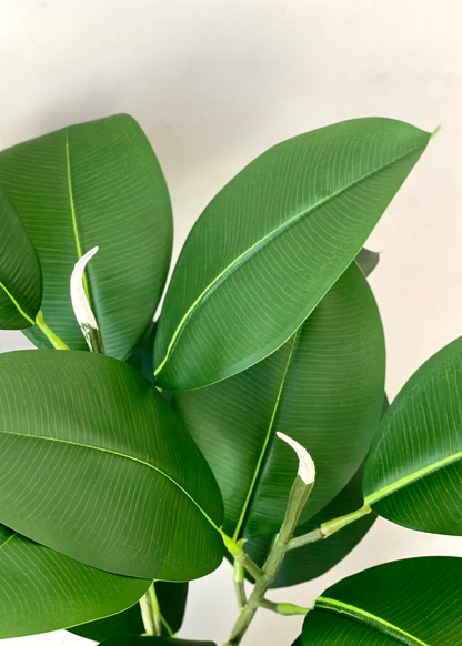 Artificial Rubber Leaf Plant (Black Pot) -  2 Feet