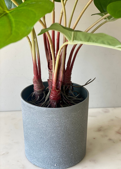 Artificial Green Pothos Plant - 1.5 Feet