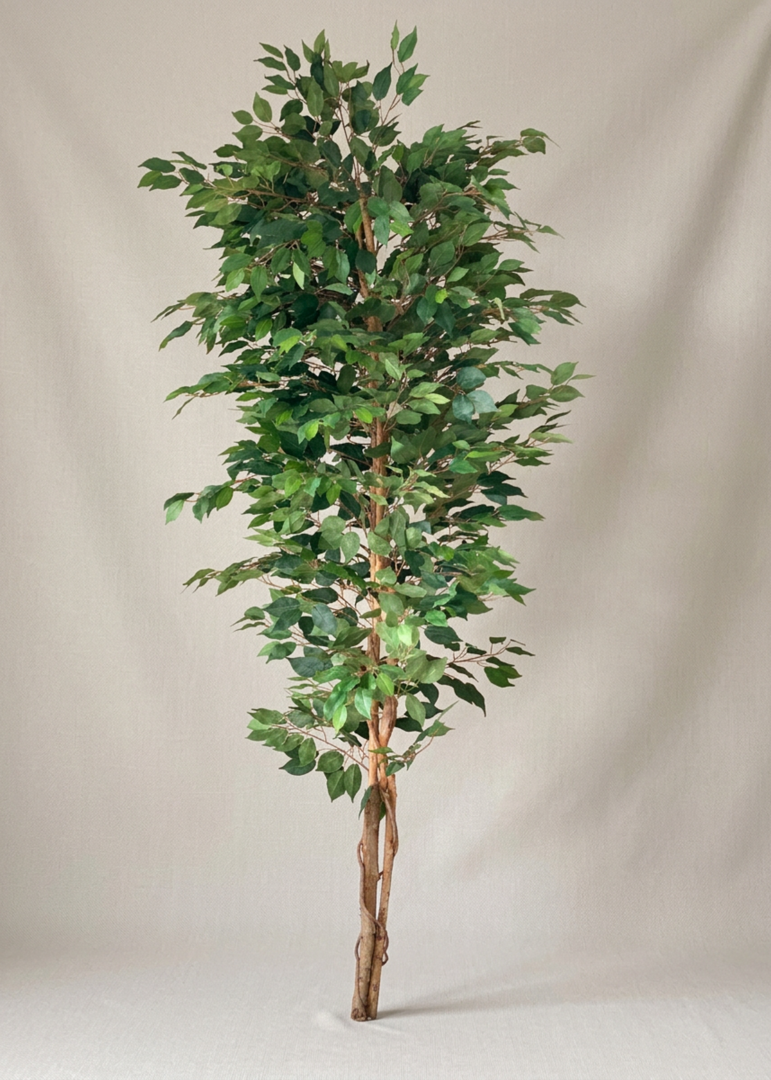 Artificial Weeping Ficus Plant - 7 Feet