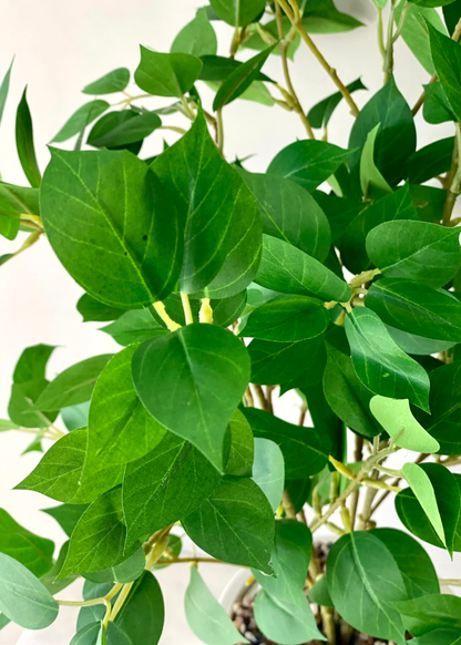 Artificial Ficus Plant- 2 Feet