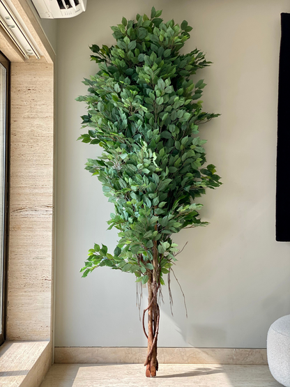 Artificial Aerial Root Ficus Plant - 7.5 Feet