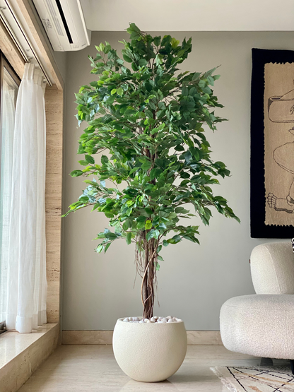 Artificial Aerial Root Ficus Plant - 6.5 Feet