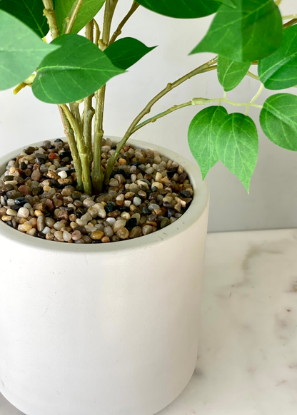 Artificial Ficus Plant- 2 Feet