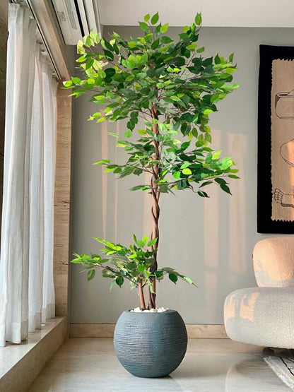 Artificial Bonsai Ficus Plant - 6 Feet