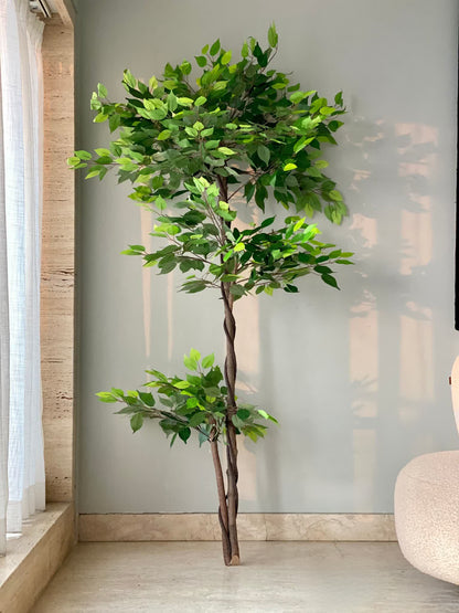 Artificial Bonsai Ficus Plant - 6 Feet