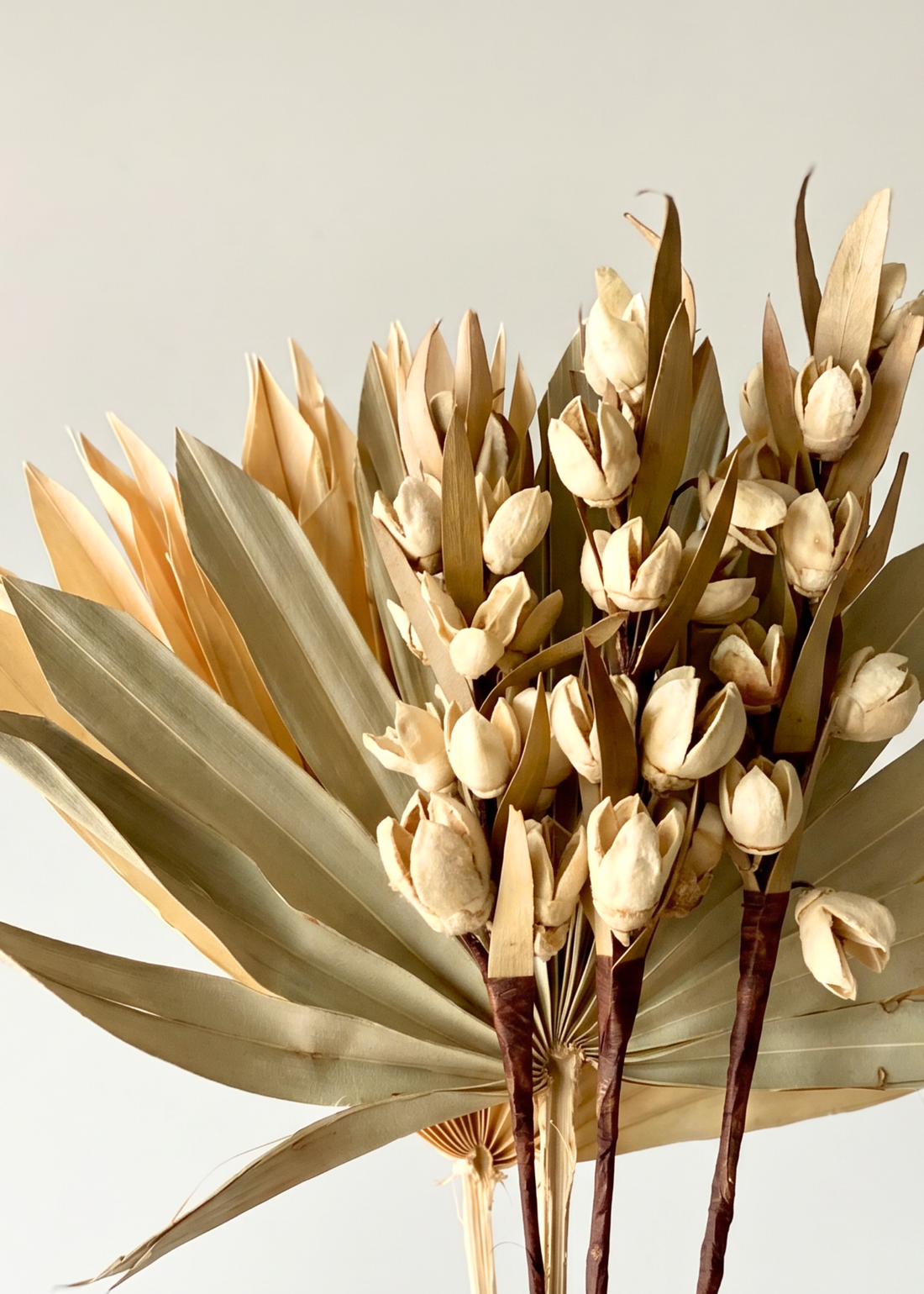 Desert Bakuli Palm Bunch