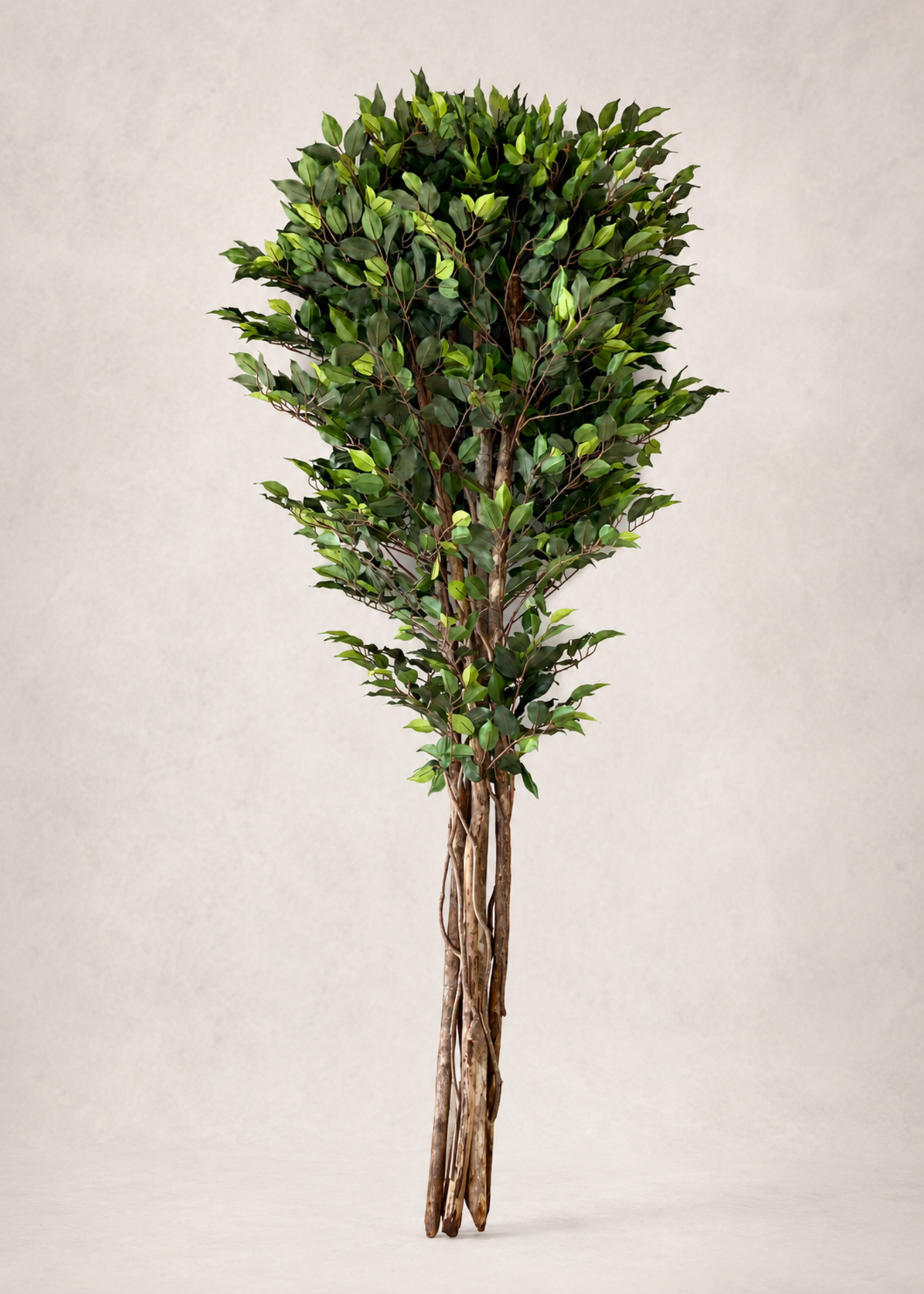 Artificial Natura Ficus Plant - 7 Feet