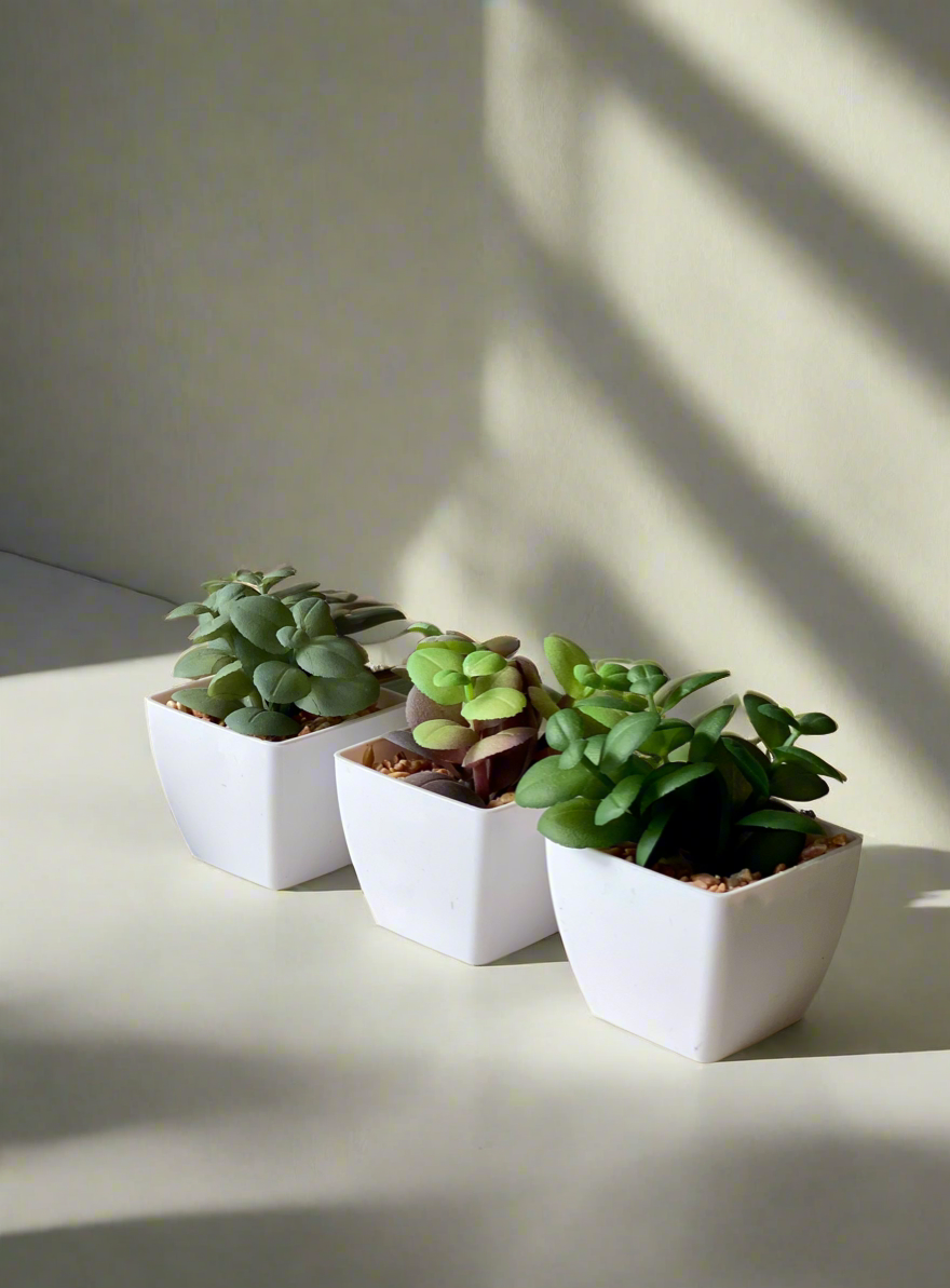 Artificial Emerald Succulent (Set of 3)