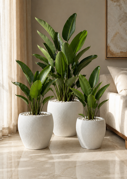 Valence Planters - Ivory