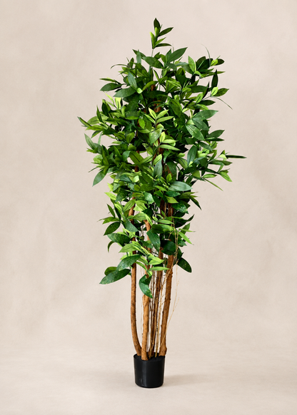 Artificial Dracaena Surculosa Plant - 6 Feet