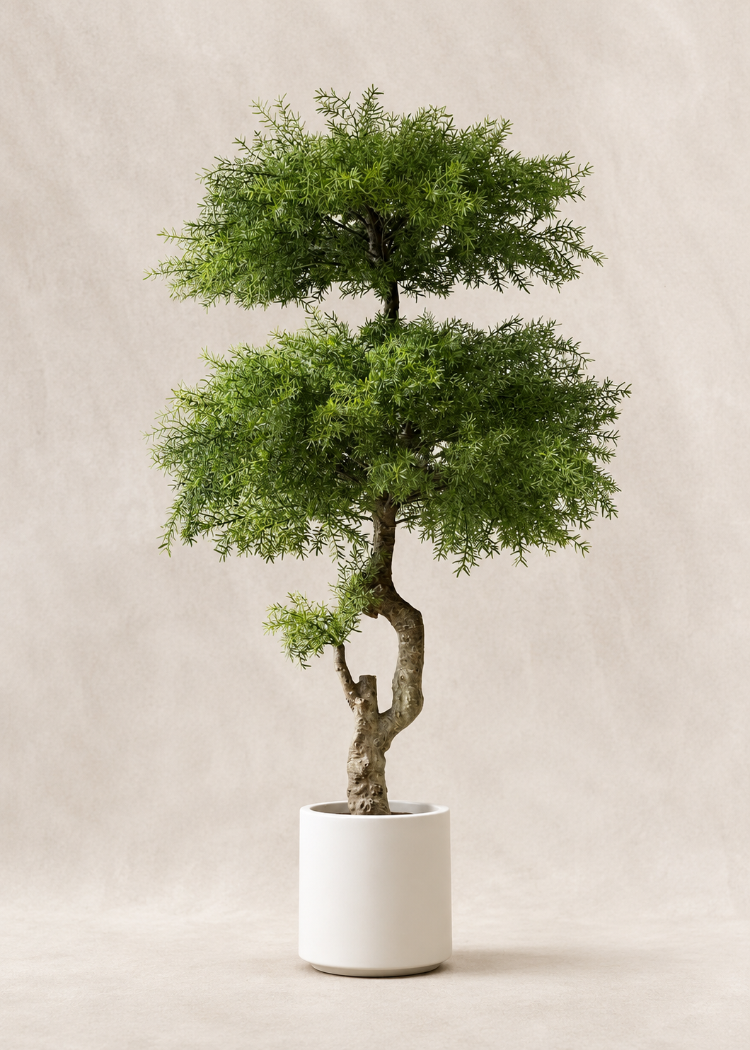 Artificial Australian Cedar Bonsai Plant - 5.5 Feet