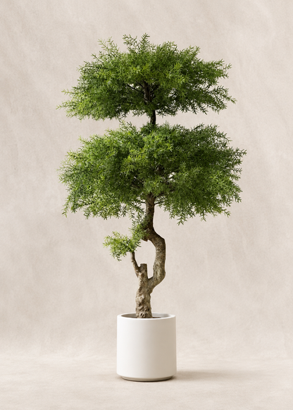 Artificial Australian Cedar Bonsai Plant - 5.5 Feet
