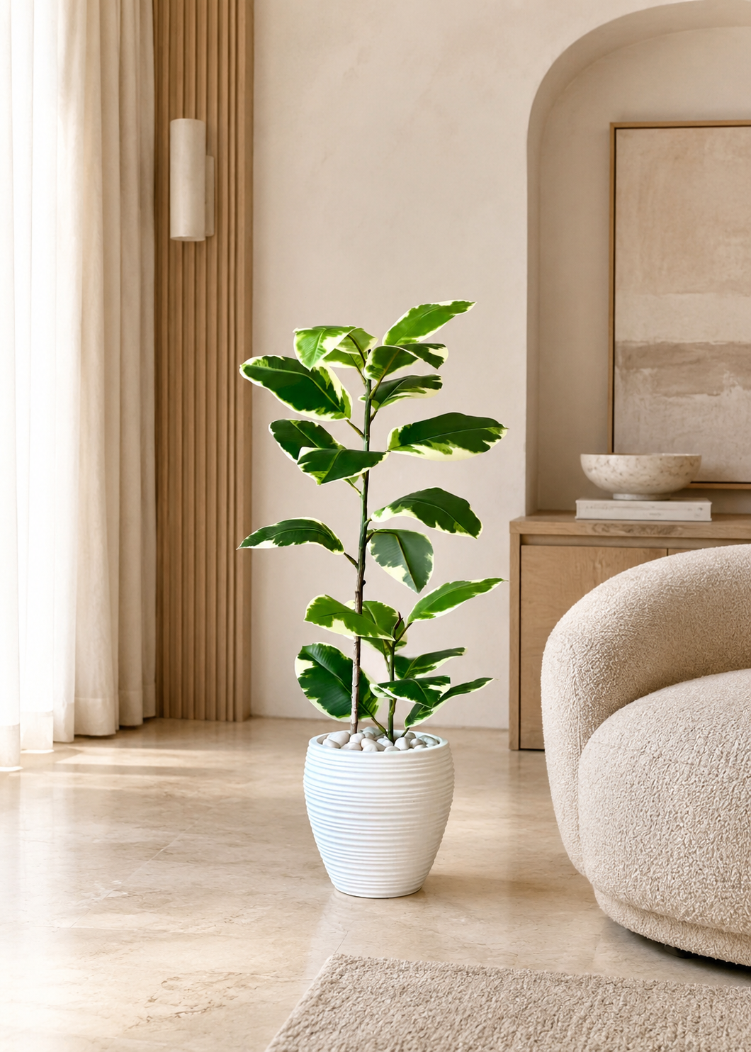 Artificial Variegated Rubber Plant - 2.5 Feet