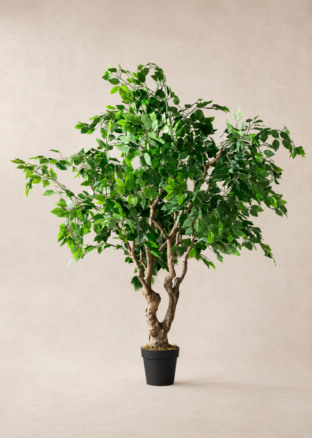 Artificial Ficus Palatial Plant - 6 Feet