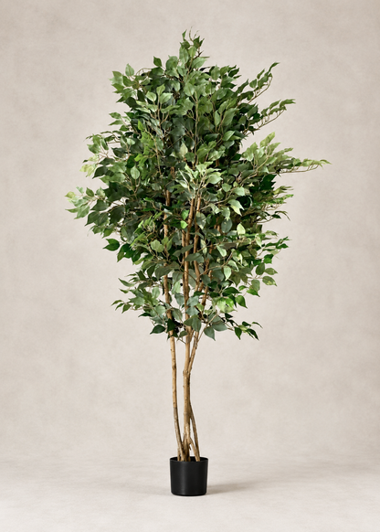 Artificial Aurora Ficus Plant - 7 Feet